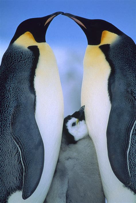 Emperor Penguins Aptenodytes Forsteri Photograph By Tui De Roy Pixels