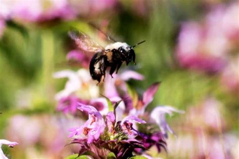 Do Carpenter Bees Pollinate Explained Wildlife Informer