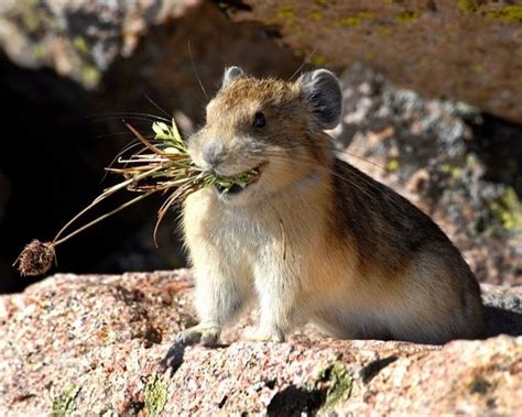 Pikas Will Bring You Flowers Big Animals Animals Wild Wild Hamsters