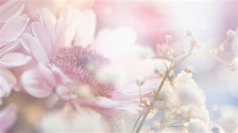 Light Pink Flowers Wallpapers Wallpaper Cave