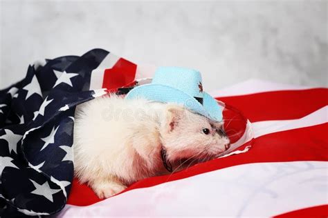Cute Ferret Wearing Funny Bow Tie Stock Photo Image Of Formal Studio