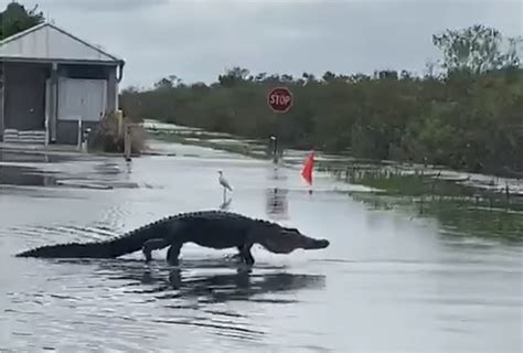 Watch Alligator Crosses Through A Busy Intersection In Florida