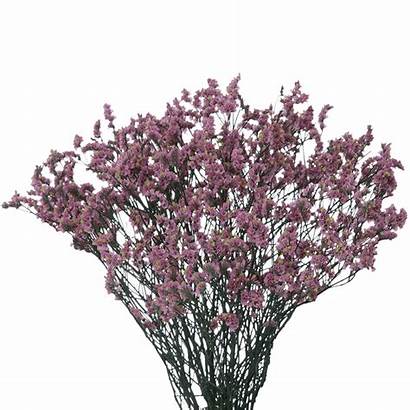 Limonium Lavender Flowers Purple Peach Globalrose Stems