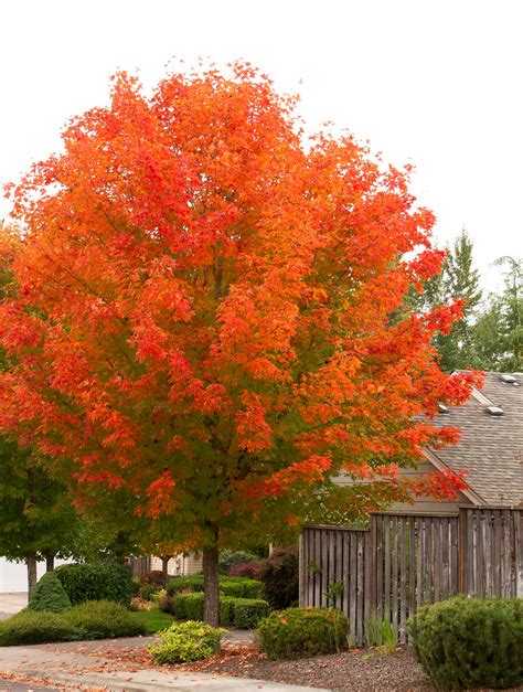 October Glory Maple Tree Best And Brightest Maple For Warm Climates