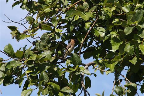 Buy Or Dedicate A Red Alder Tree From £999 Eforestscouk