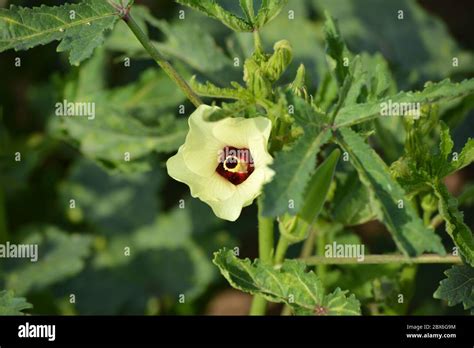 Okra Or Abelmoschus Esculentus Flower Stock Photo Alamy