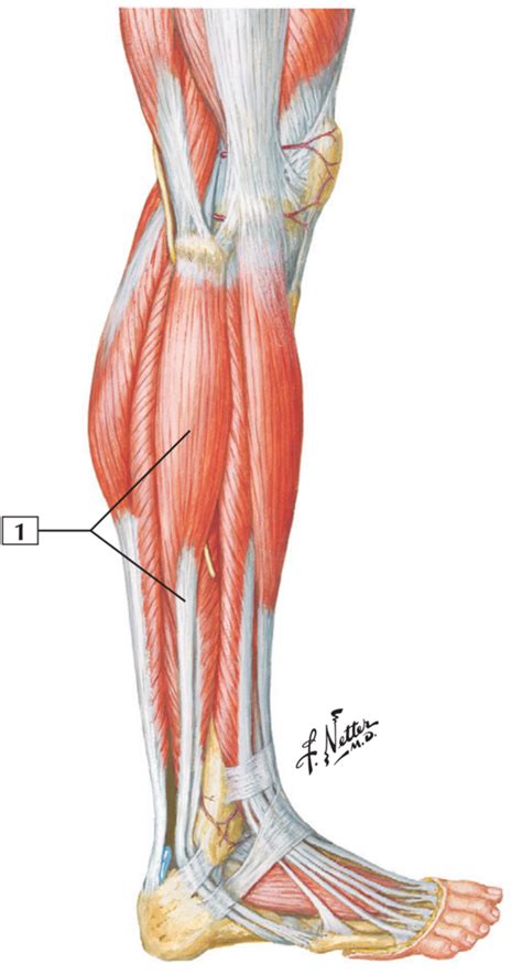 Muscles Of Leg Superficial Dissection Lateral View W Retinacula