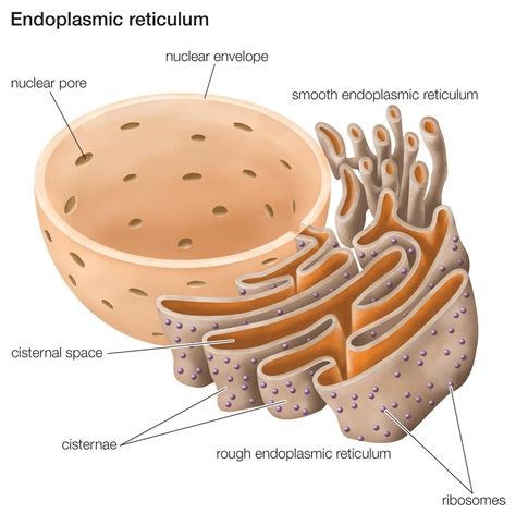 Endoplasmic Reticulum Is A Continuous Membrane Which Is Present In