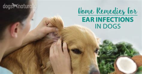 Our Top 5 Natural Remedies For Dog Ear Infections
