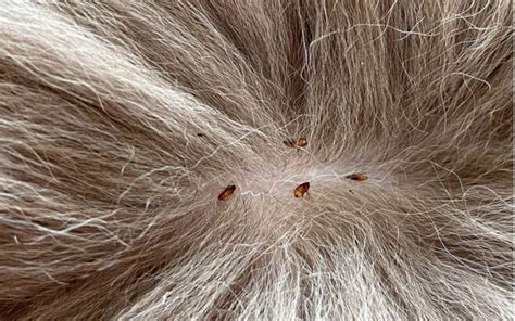 What Do Fleas Look Like And How To Identify Them
