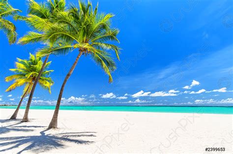 Coconut Palm Trees On White Sandy Beach In Caribbean Sea Stock Photo