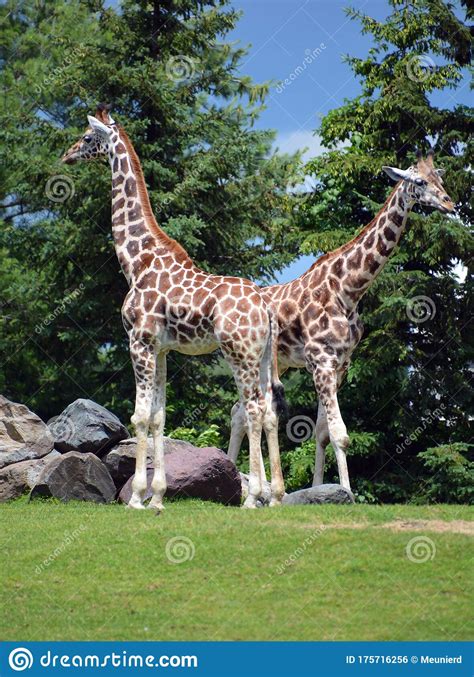 The Giraffe Is The Tallest Land Animal In The World Stock Photo Image