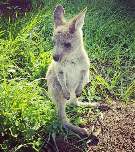 Joey Baby Kangaroo Kangaroo Baby Australian Animals Kangaroo