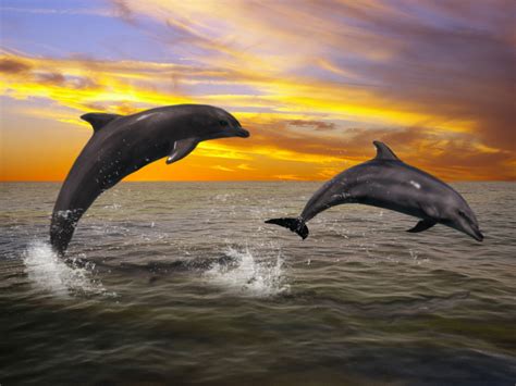Wallpaper Dolphin Sunset Wallpapersafari