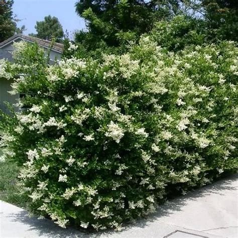 Japanese Privet Plant Care And Growing Basics Water Light Soil