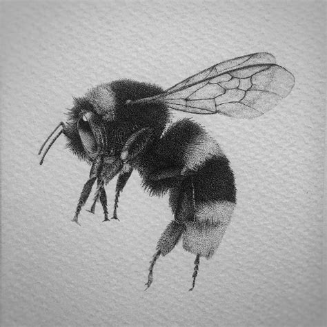 Bumble Bee Me Pen And Ink Stippling 2019 Art