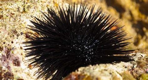 Are Sea Urchins Poisonous Or Not