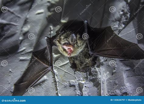 Angry Pair Of Bats Disturbed During Hibernation Stock Image Image Of