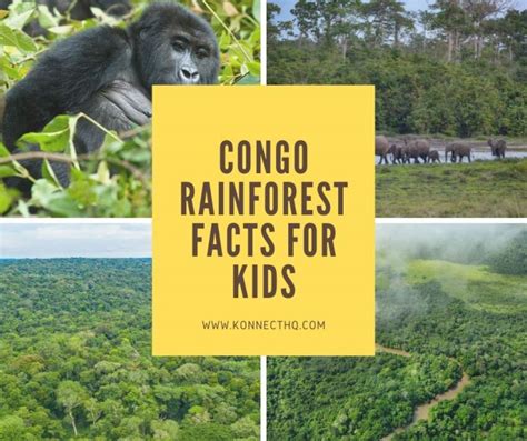 Congo Rainforest Facts For Kids Konnecthq