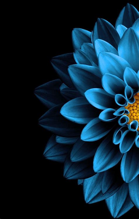 View Blue Iphone Wallpaper Nature Flowers Png