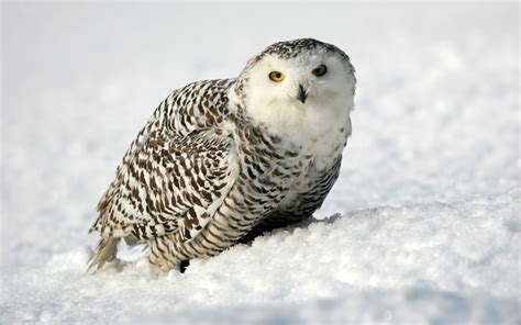 Download Animal Snowy Owl Hd Wallpaper