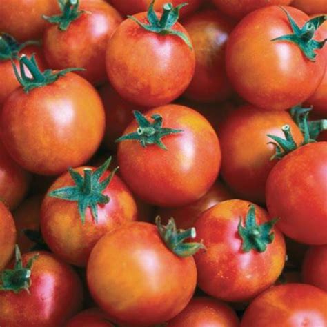Solanum Lycopersicum Isis Candy Tomato Eberts Greenhouse