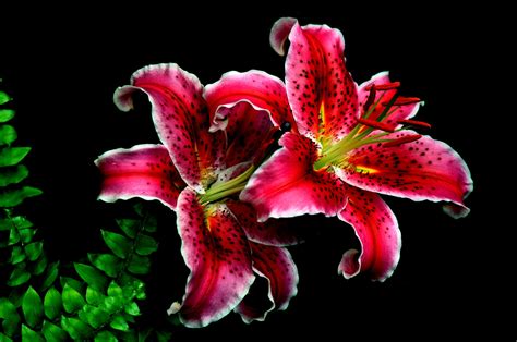 Pink Lilies 4k Ultra Hd Wallpaper Background Image 4288x2848 Id