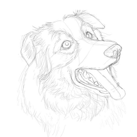 Free Download Border Collie Practice Sketch 14 By Rookiebrush 894x894