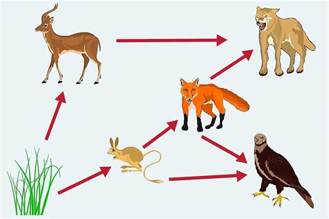 What Is The Difference Between Food Chain And Food Web Worldatlas