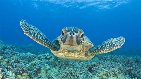 Turtle Swimming Underwater All Best Desktop Wallpapers