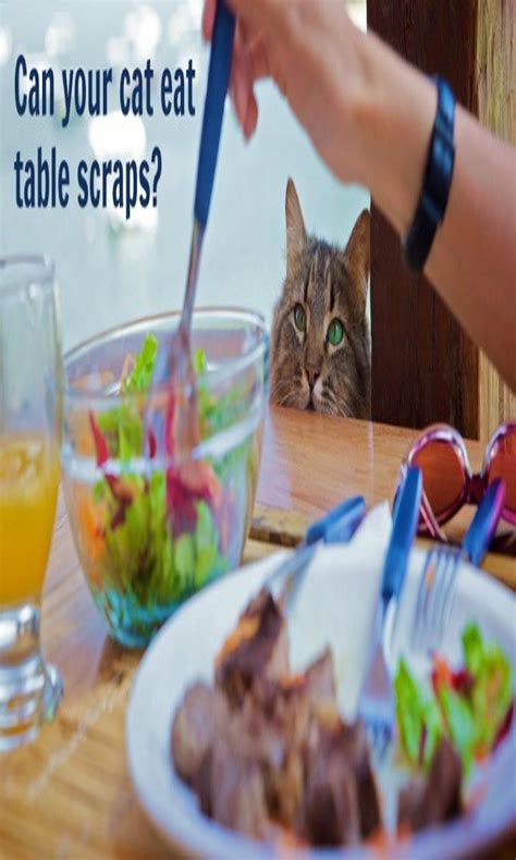 Many cats grow up to be lactose intolerant. What Can Cat Eat- Cheese, yogurt, watermelon or anything ...