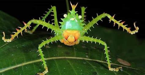 10 Amazing Insect Defensive Tactics Best Insect Defense Mechanisms