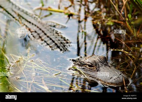 Alligator Half Submerged In Swamp Stock Photo Alamy