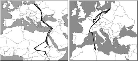 Autumn Migration Routes Of White Storks From The Kaliningrad Region