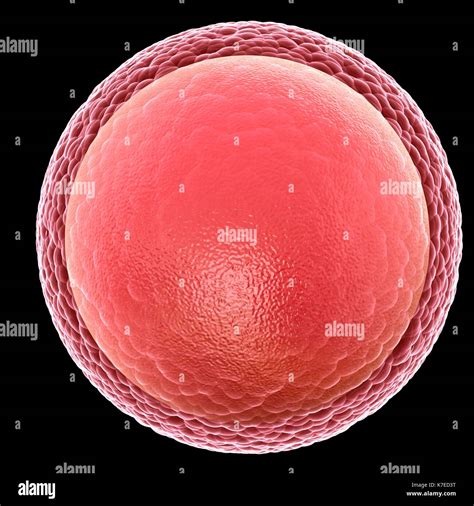 Illustration Of A Human Egg Cell Ovum Stock Photo Alamy
