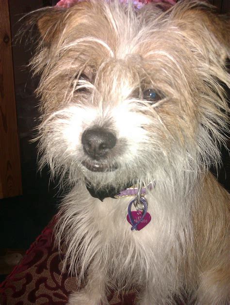 Name Lottie Breed Jack Russell Crossed With Shih Tzu Jack Russell