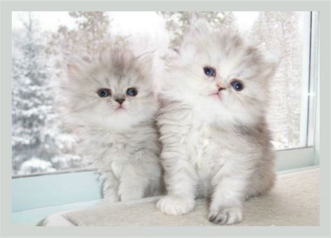 Persian shelters and rescues in new jersey. Adorable Shaded Silver Persian kittens FOR SALE ADOPTION ...