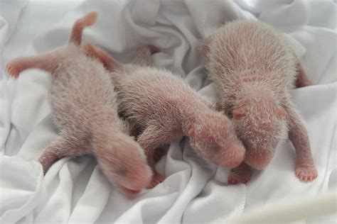 Miracle Panda Triplets Born In Chinese Zoo London Evening Standard