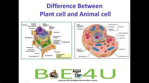 Apr 05, 2015 · the plant and bacteria being eukaryote and prokaryote respectively attribute to the difference between plant cell and bacterial cell. 5 Major Differences Between Animal cell and Plant Cell ...