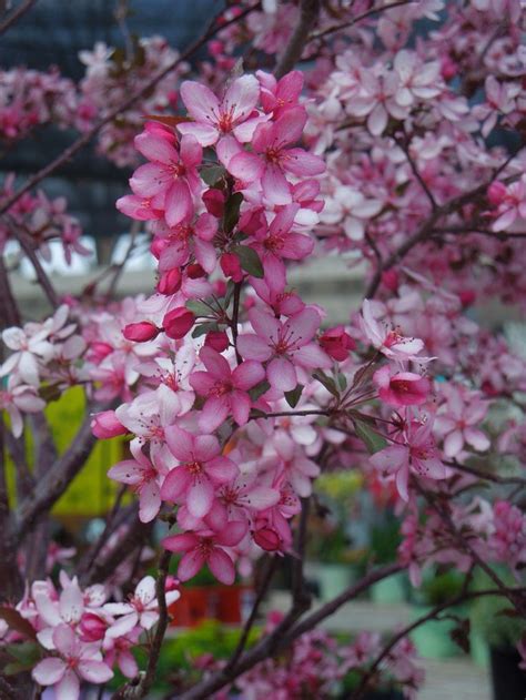 They do not create enormous amounts of shade or take up too much root space. Flowering Crabapple Tree Royal Raindrop. This ornamental ...