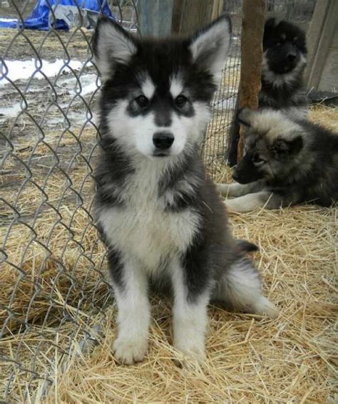 33 Tiny Wolf Husky Puppies For Sale Picture Ukbleumoonproductions