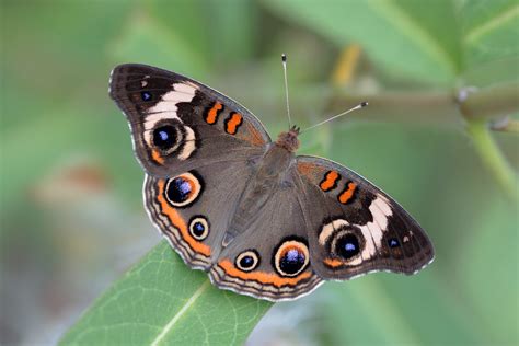 Common Buckeye Butterfly Junonia Coenia Photographed At Flickr