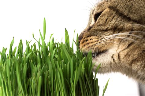 They not be feeling well and eat grass to vomit. Why does my cat eat grass? Pet Greens Live Cat Grass