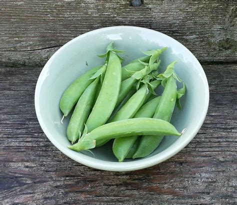 Dundale Pea Seeds Heirloom Non Gmo 20 Seeds Delicious Peas