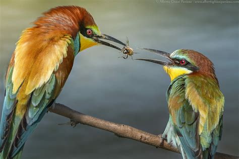 Animal Bee Eater Hd Wallpaper By Alberto Ghizzi Panizza