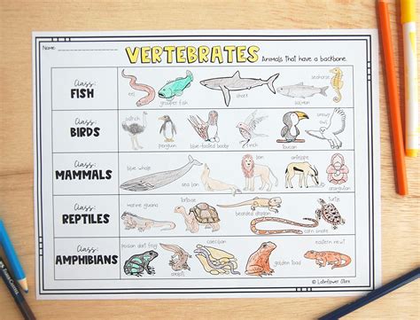 Vertebrates And Invertebrates Interactive Notebook Animal Classification