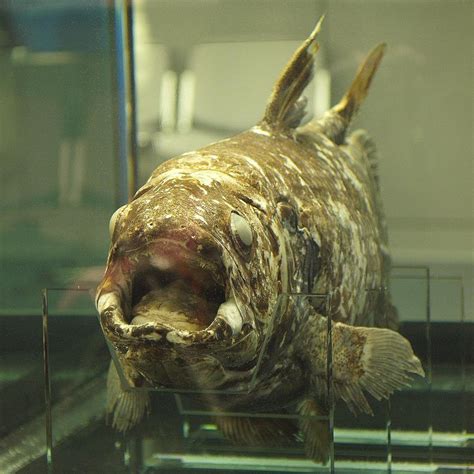 Coelacanths The Worlds Only Living Extinct Fish