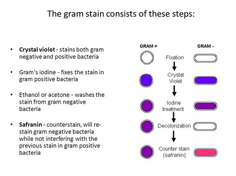 Gram Staining Cynthialearnsthings