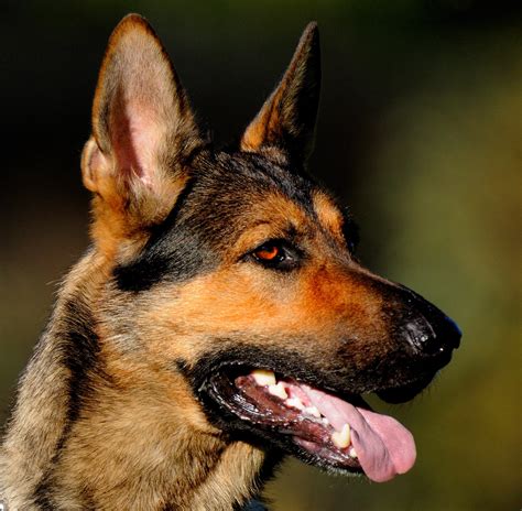 How Long Do German Shepherd Puppies Teeth