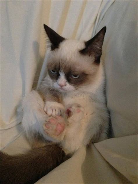 Grumpy Cat Blank Dump A Day